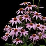 Magnus Coneflower