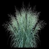 Switchgrass Niagara Falls