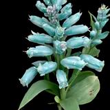 Turquoise Hyacinth