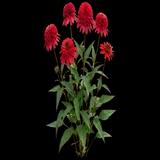 Double Scoop Cranberry Coneflower