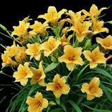 Stella de Oro Daylily