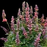 Hummingbird Mint Mix