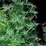 Fernleaf Dill