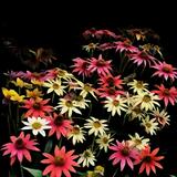 Cheyenne Spirit Coneflower