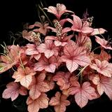 Georgia Peach Coral Bells