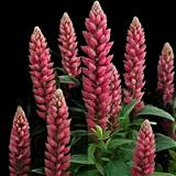 Red Popsicle Lupine