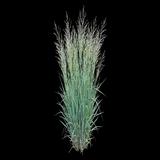 Switchgrass