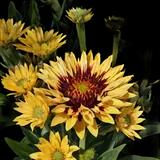 Blanket Flower Fanfare Citronella