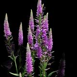 Longifolia Veronica Eveline