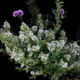 Lesser Calamint