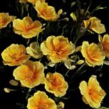 Yukon Gold California Poppy
