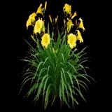 Happy Returns Daylily