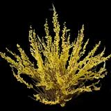 Show Off Forsythia