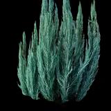 Skyrocket Juniper