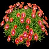 Fire Spinner Ice Plant