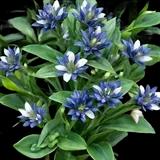 Cross Gentian