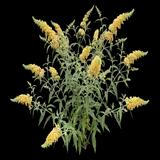 Honeycomb Butterfly Bush