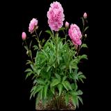 Sarah Bernhardt Peony