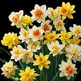 Daffodil Narcissus Hybrida Mix