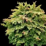 Dwarf Golden Hinoki Cypress