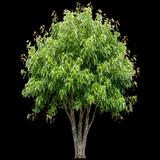 Silver Maple