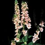 Apricot Foxglove