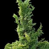 'Little Markey' Hinoki Cypress