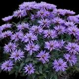 Blue Moon Bee Balm