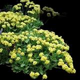 Golden Buckwheat