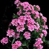 Pink Sunrise Verbena