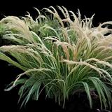 Silver Spear Grass