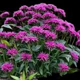 Rockin' Raspberry Bee Balm