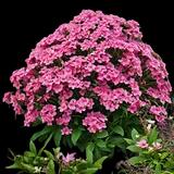 Garden Phlox