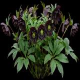 Lenten Rose
