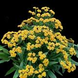 Hello Yellow Butterfly Weed