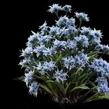 Storm Cloud Blue Star