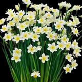 Minnow Daffodil