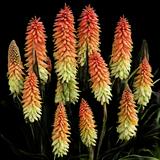 Flamenco Red Hot Poker