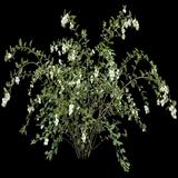 Snowberry