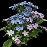 Forget-me-not
