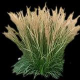 Karl Foerster Feather Reed Grass
