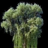 White Willow