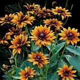 Cherokee Sunset Black-eyed Susan