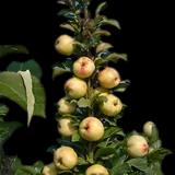 Golden Treat Apple