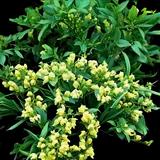Cream Wild Indigo
