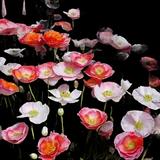 Falling in Love Corn Poppy