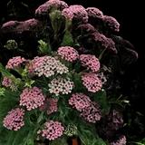 Pink Grapefruit Yarrow