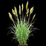 Comosa Sedge