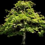 Northern Catalpa
