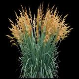 Indian Steel Indian Grass